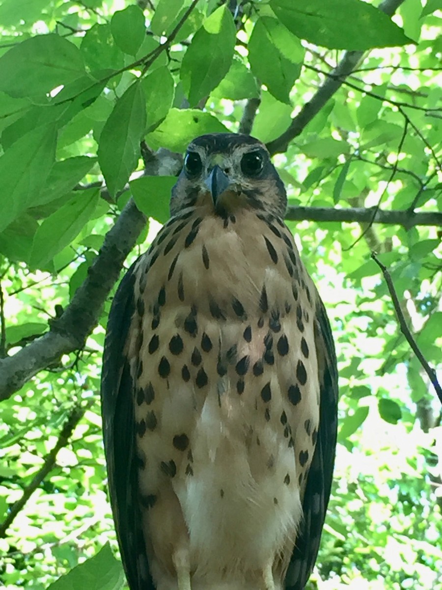 African Goshawk (Pemba) - ML481981761