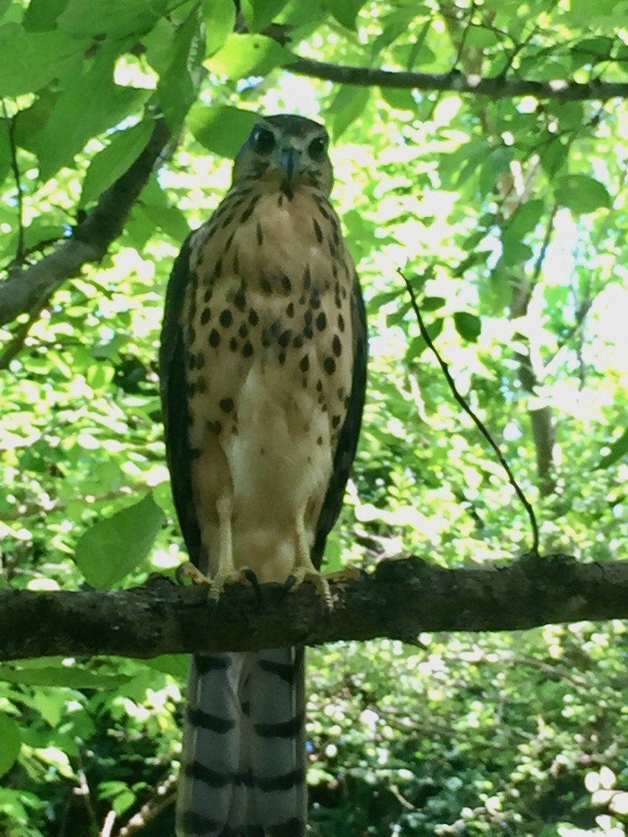 African Goshawk (Pemba) - ML481981771