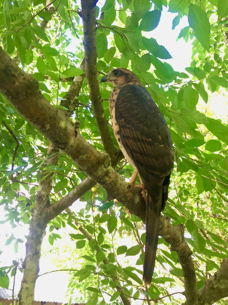African Goshawk (Pemba) - ML481981781