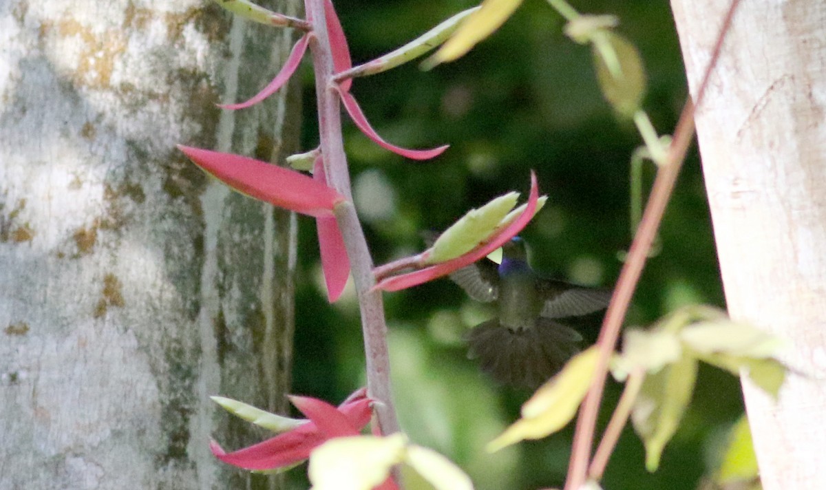 Charming Hummingbird - ML48198181
