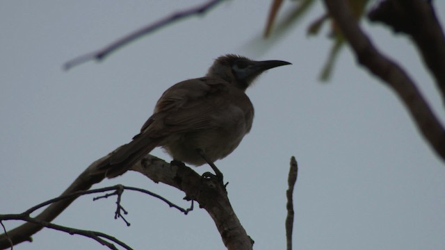 Little Friarbird - ML481982