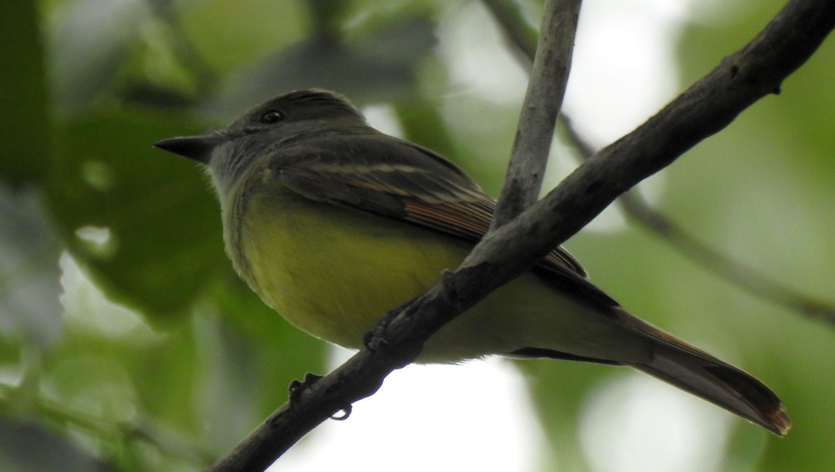 Great Crested Flycatcher - Cynthia Norris