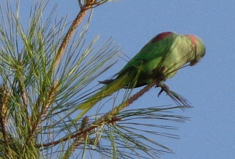 Alexandrine Parakeet - syed taffazull hussain