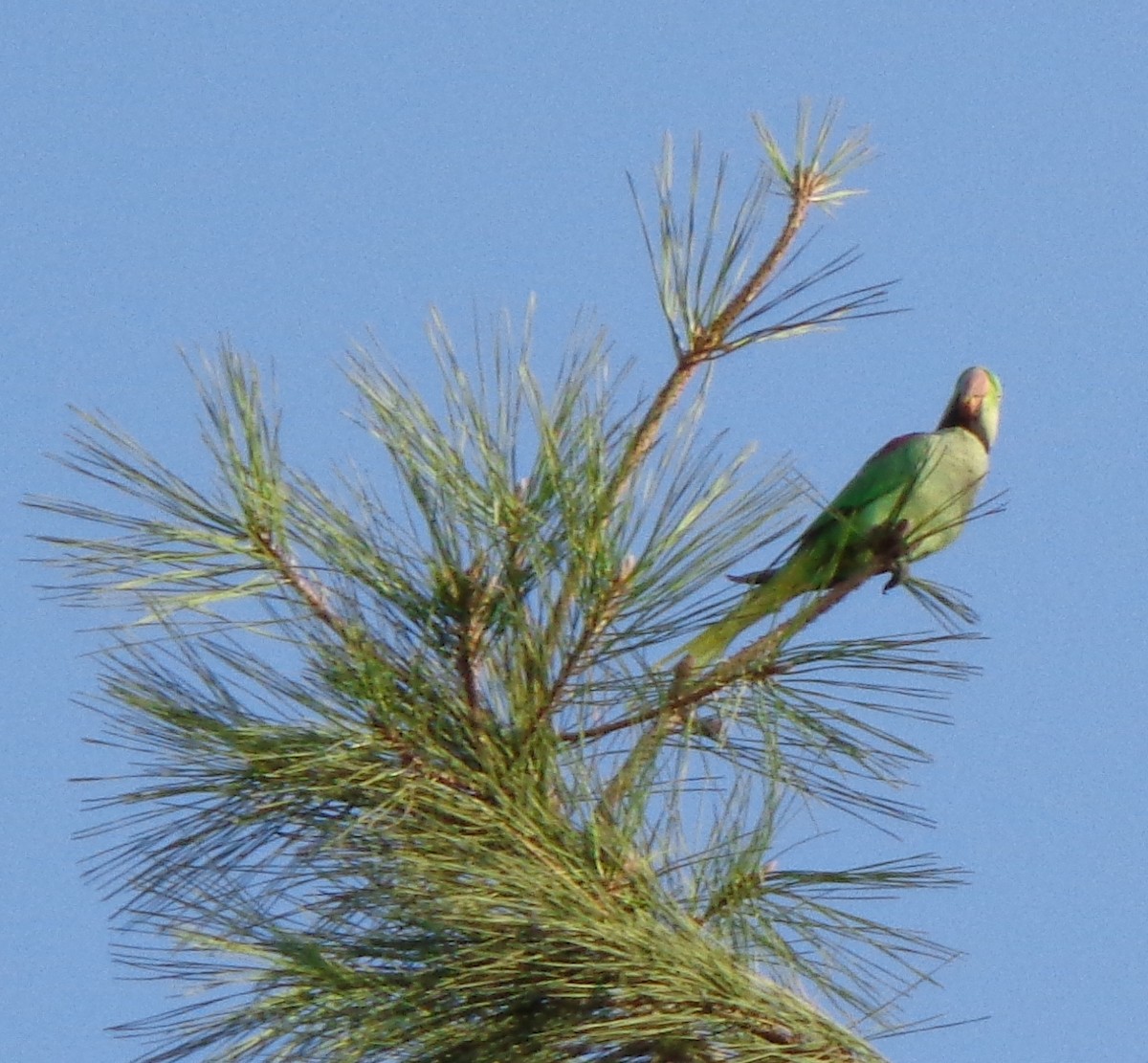 Alexandrine Parakeet - syed taffazull hussain