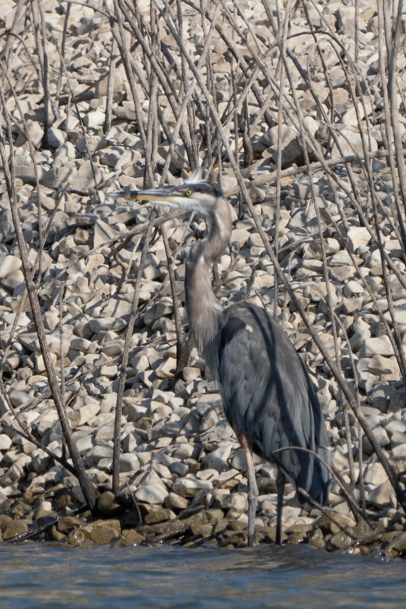 Great Blue Heron - Sophie Cameron