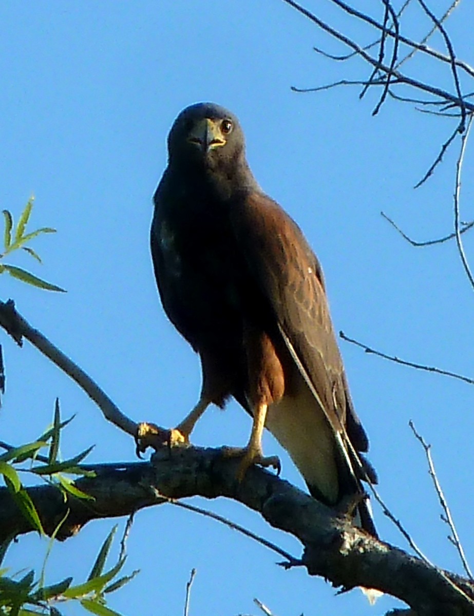 Harris's Hawk - ML481984971