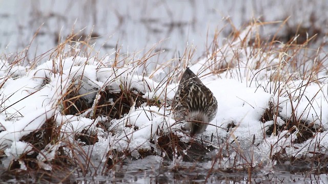 bonapartesnipe - ML481985