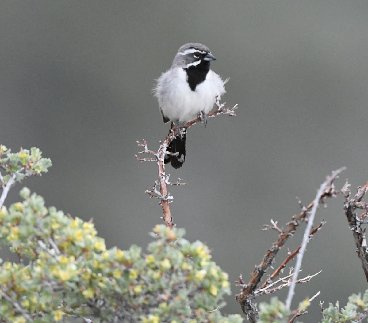 Black-throated Sparrow - ML481985341