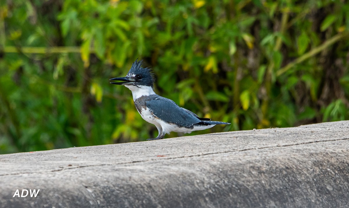Belted Kingfisher - ML481986251
