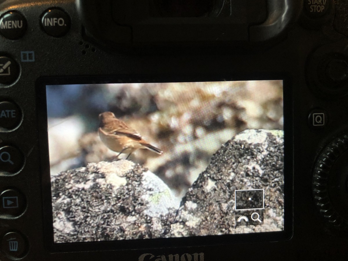 Amur Stonechat - ML481986911