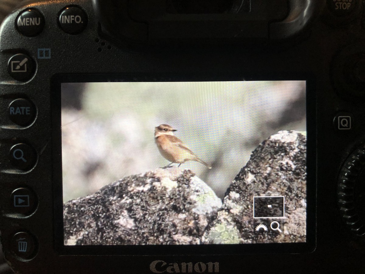 Stejnegerschwarzkehlchen - ML481987451