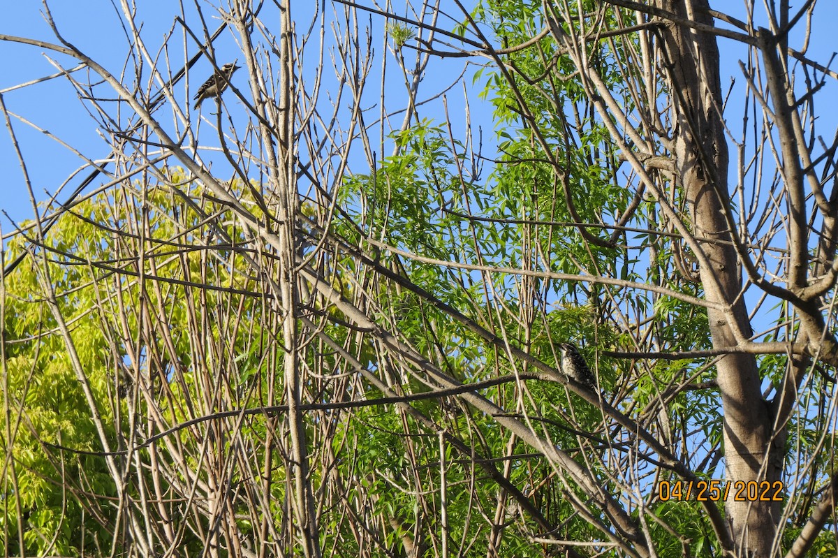Downy Woodpecker - ML481987961