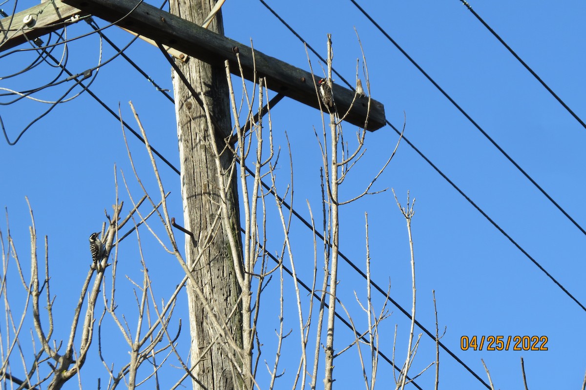 Downy Woodpecker - ML481987981