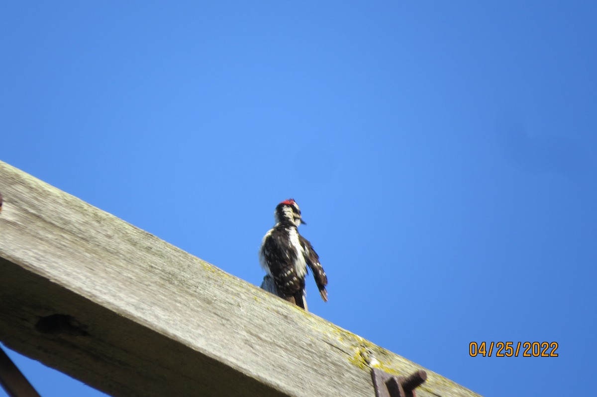 Downy Woodpecker - ML481987991