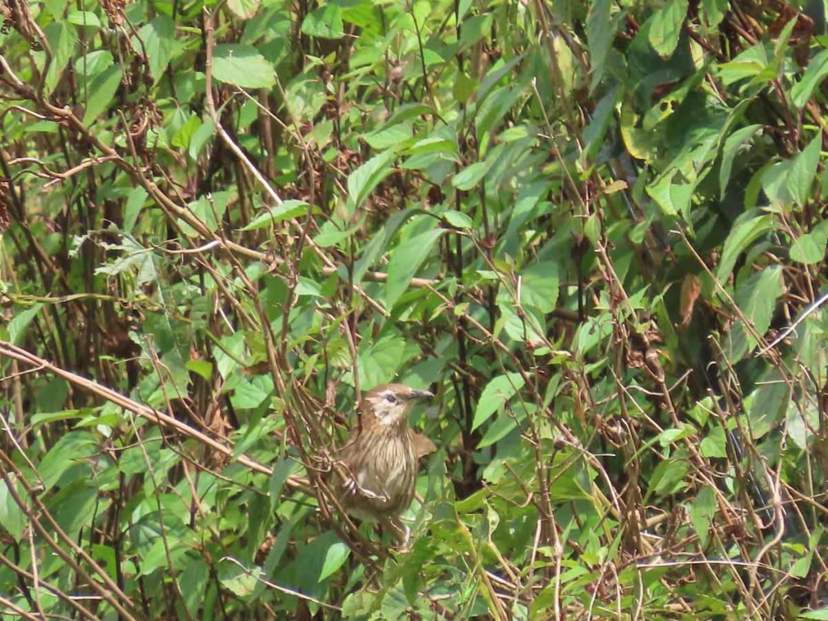 Spiny Babbler - Seejan Gyawali