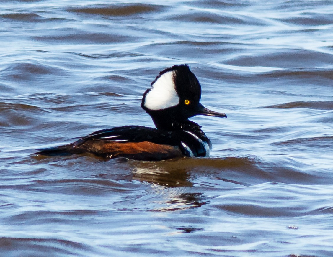 Hooded Merganser - Donald Thompson