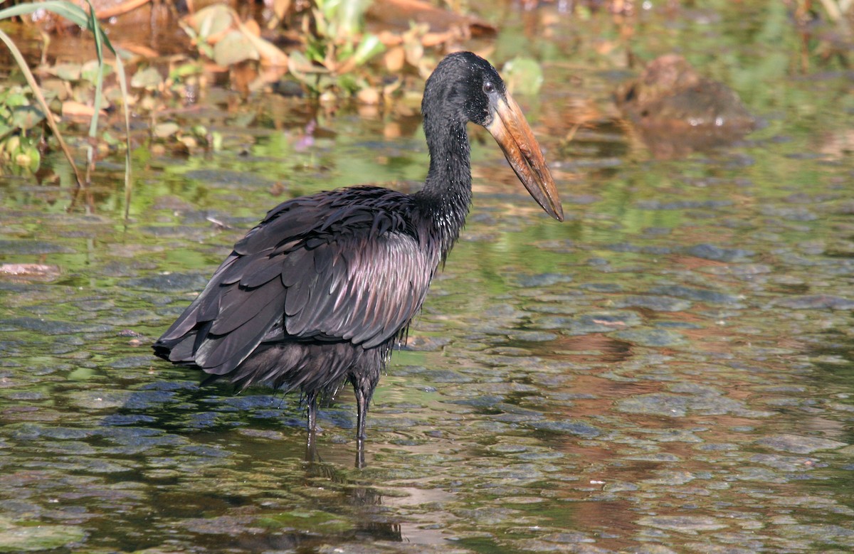 African Openbill - ML481988571