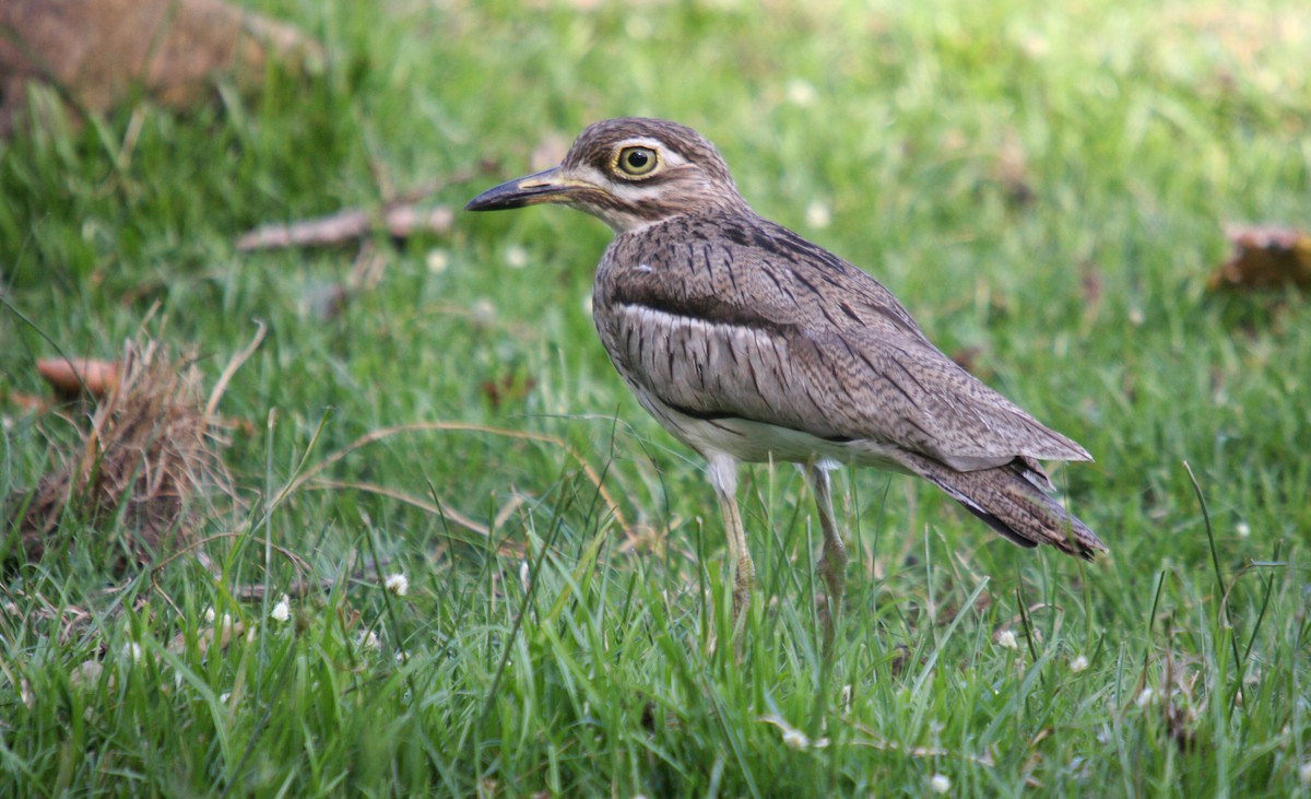 Water Thick-knee - ML481988741