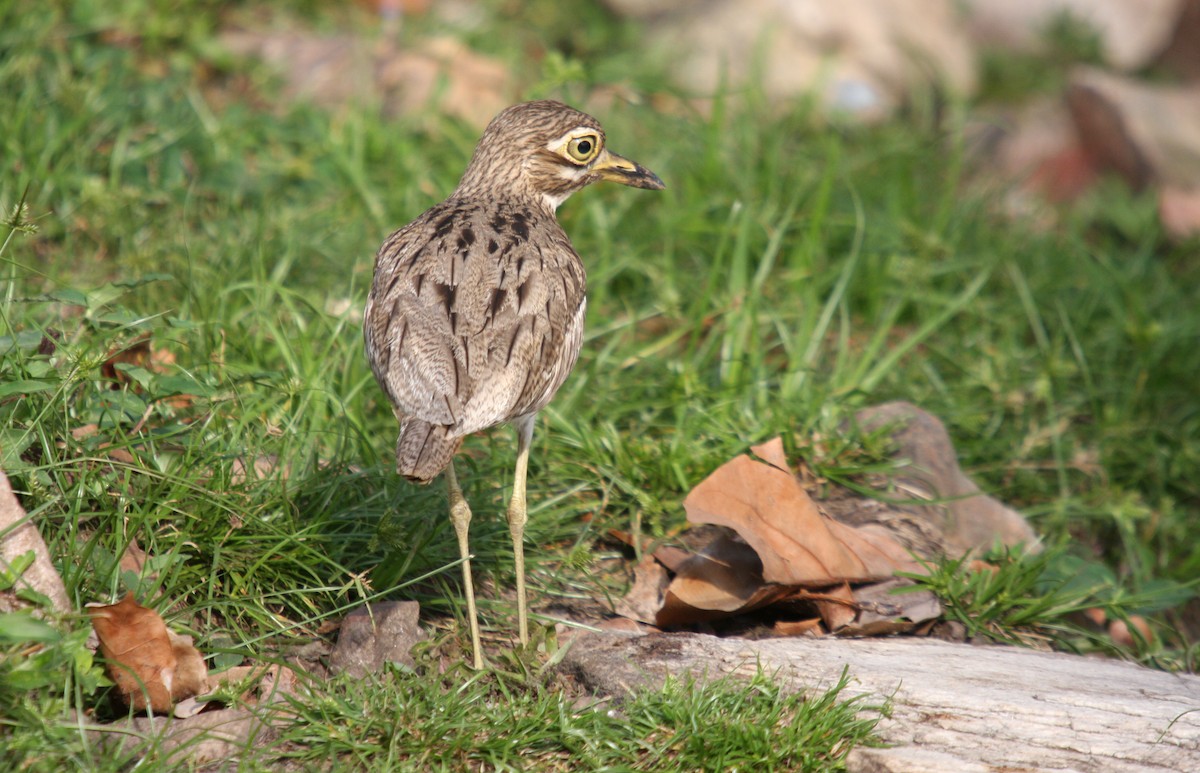 Water Thick-knee - ML481988781