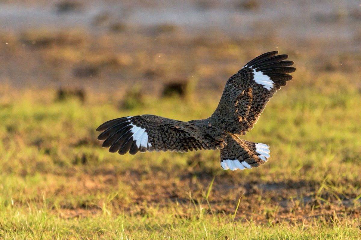 Nacunda Nighthawk - Carlos Rossello