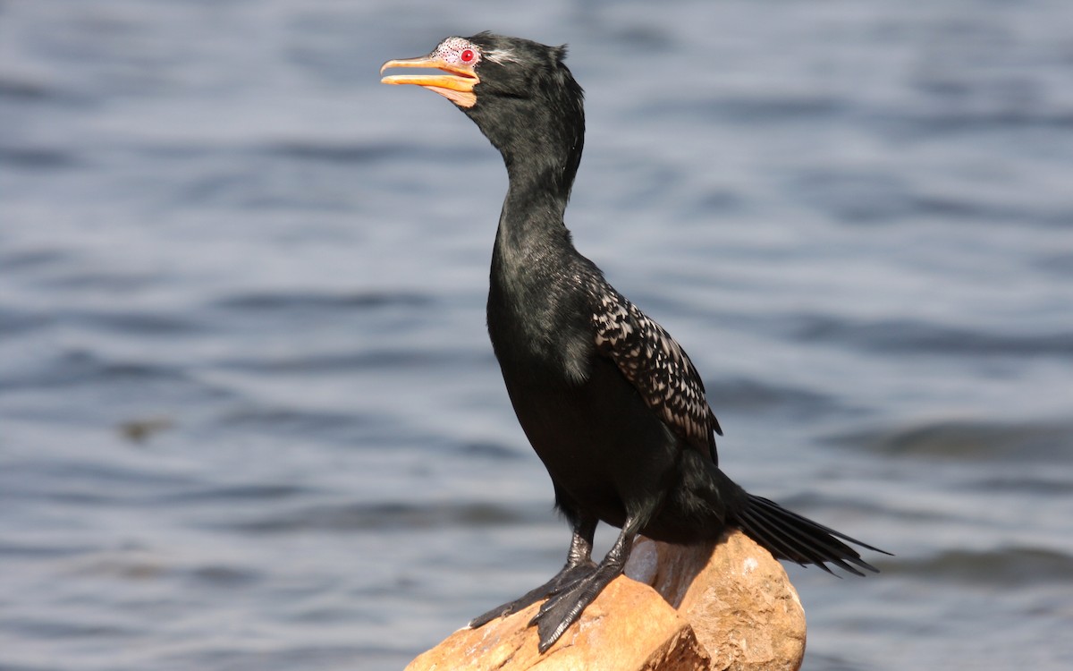 Long-tailed Cormorant - ML481989031