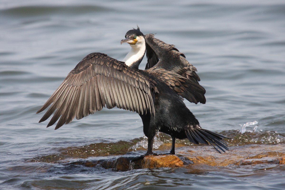 Great Cormorant - ML481989101