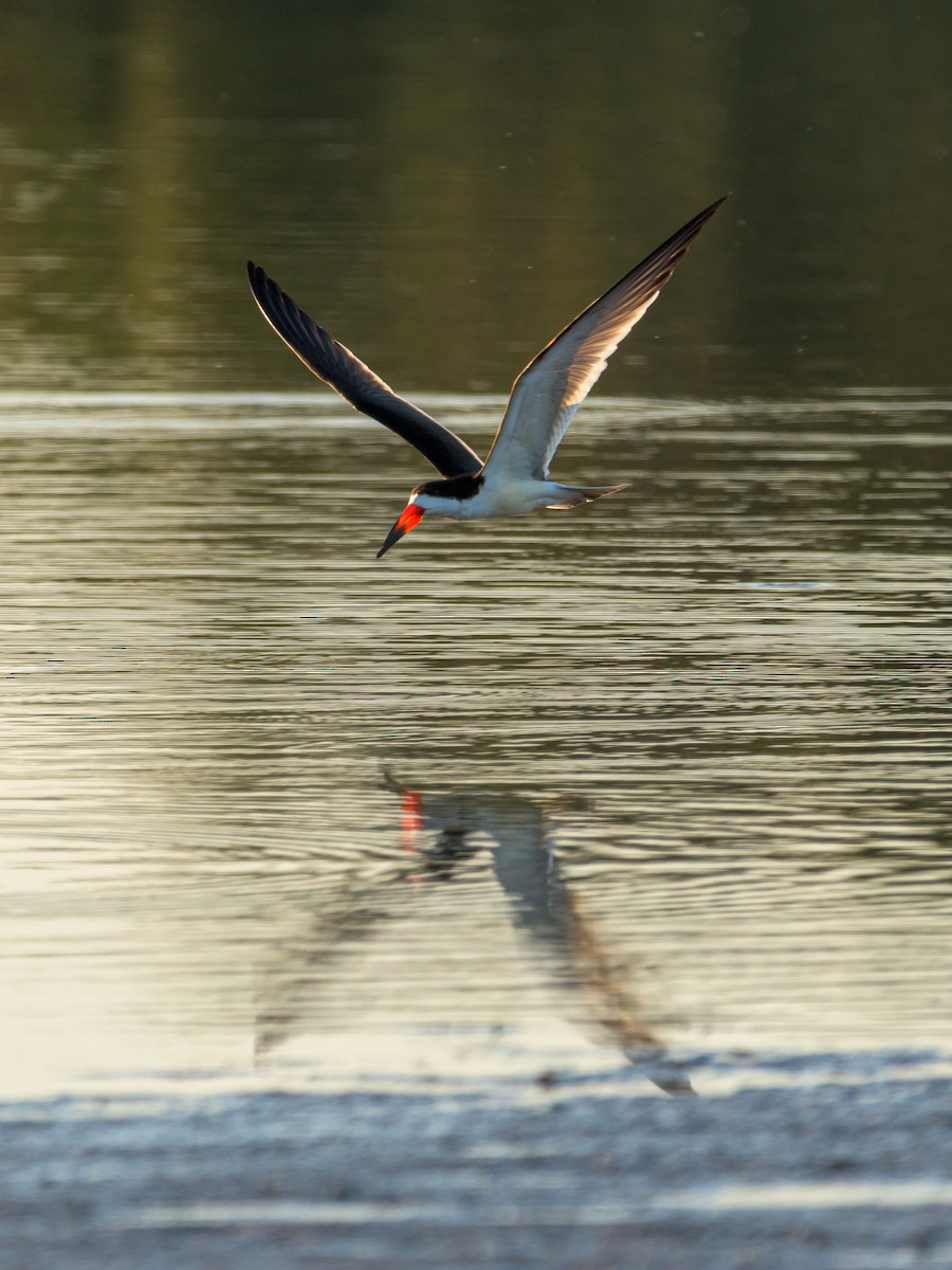 Black Skimmer - ML481989161