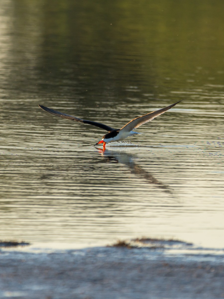 Black Skimmer - ML481989171