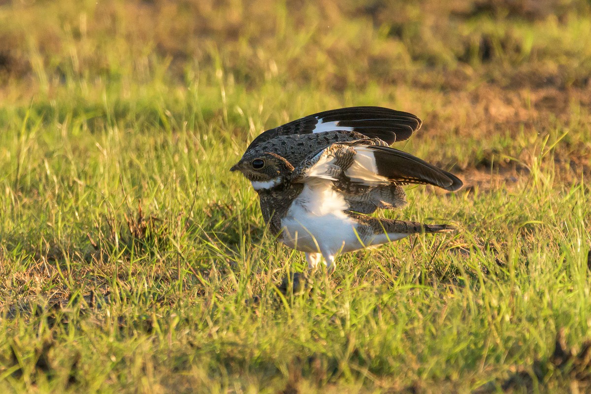 Nacunda Nighthawk - Carlos Rossello