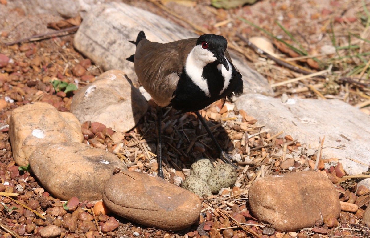 Spur-winged Lapwing - ML481989951