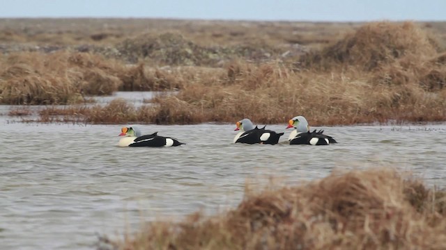 King Eider - ML481990