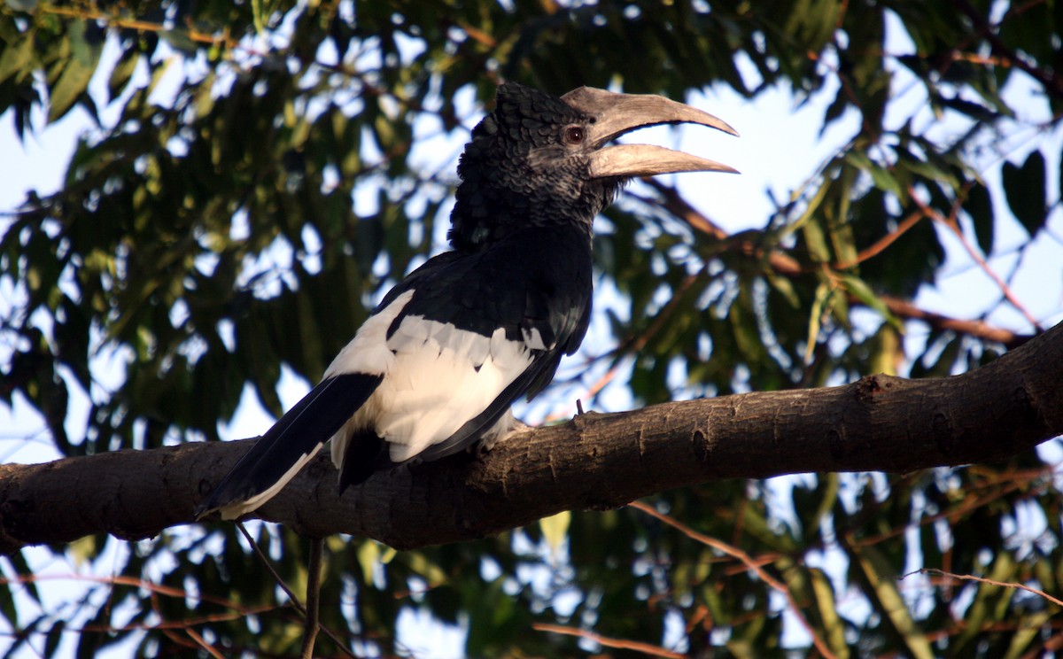 Black-and-white-casqued Hornbill - ML481990831