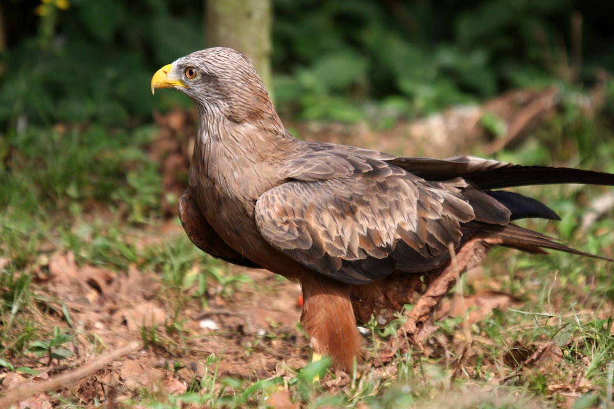 Black Kite (Yellow-billed) - ML481990881