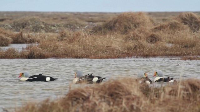 Eider à tête grise - ML481991