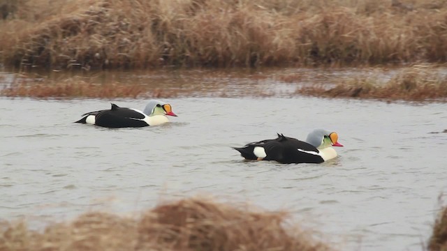 Eider à tête grise - ML481992