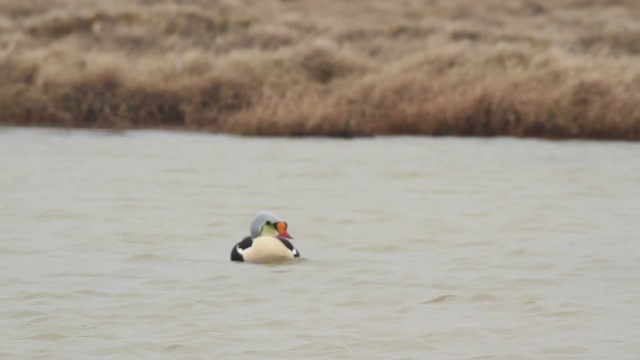 King Eider - ML481993