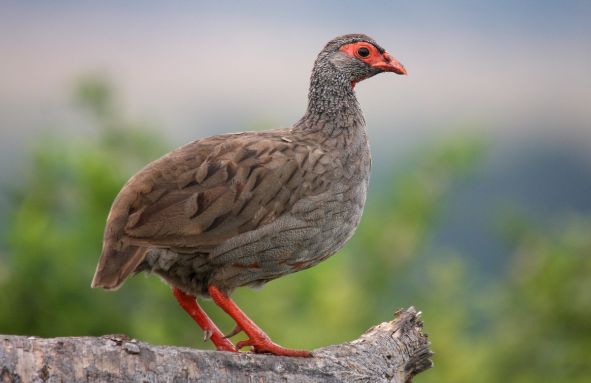Red-necked Spurfowl - ML481993341