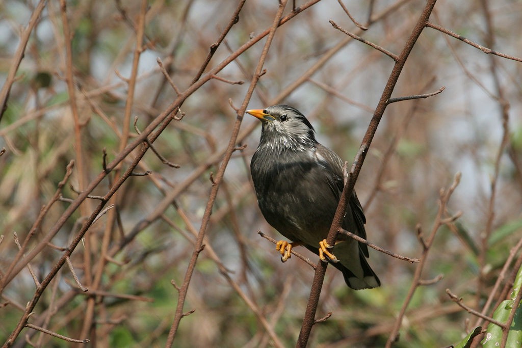 White-cheeked Starling - ML48199381