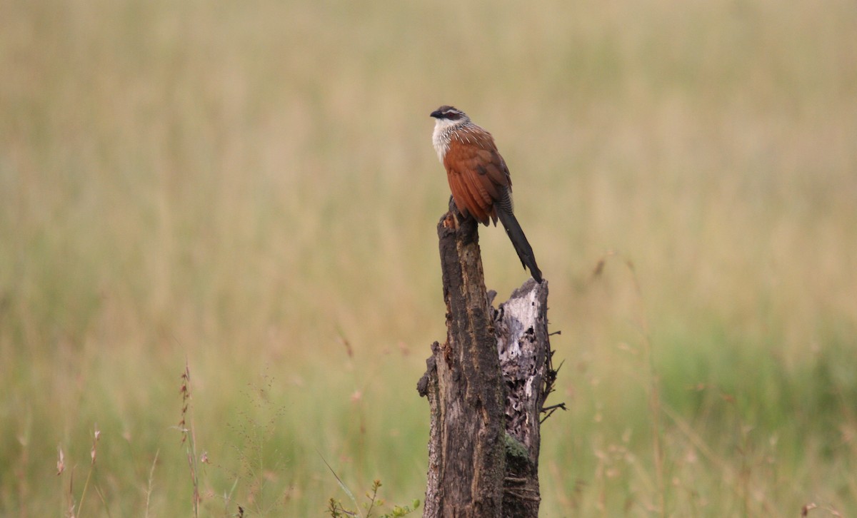 White-browed Coucal - ML481993871