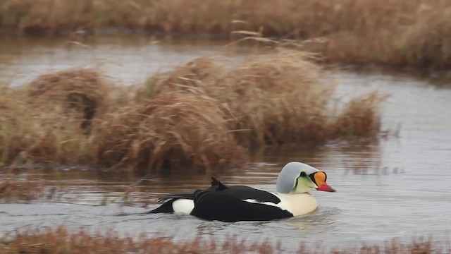 King Eider - ML481994