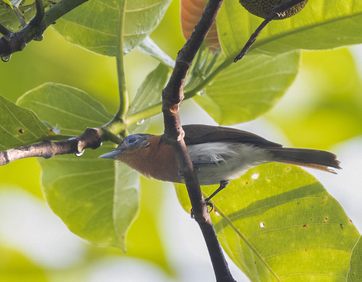 Ochre-collared Monarch - ML481995301