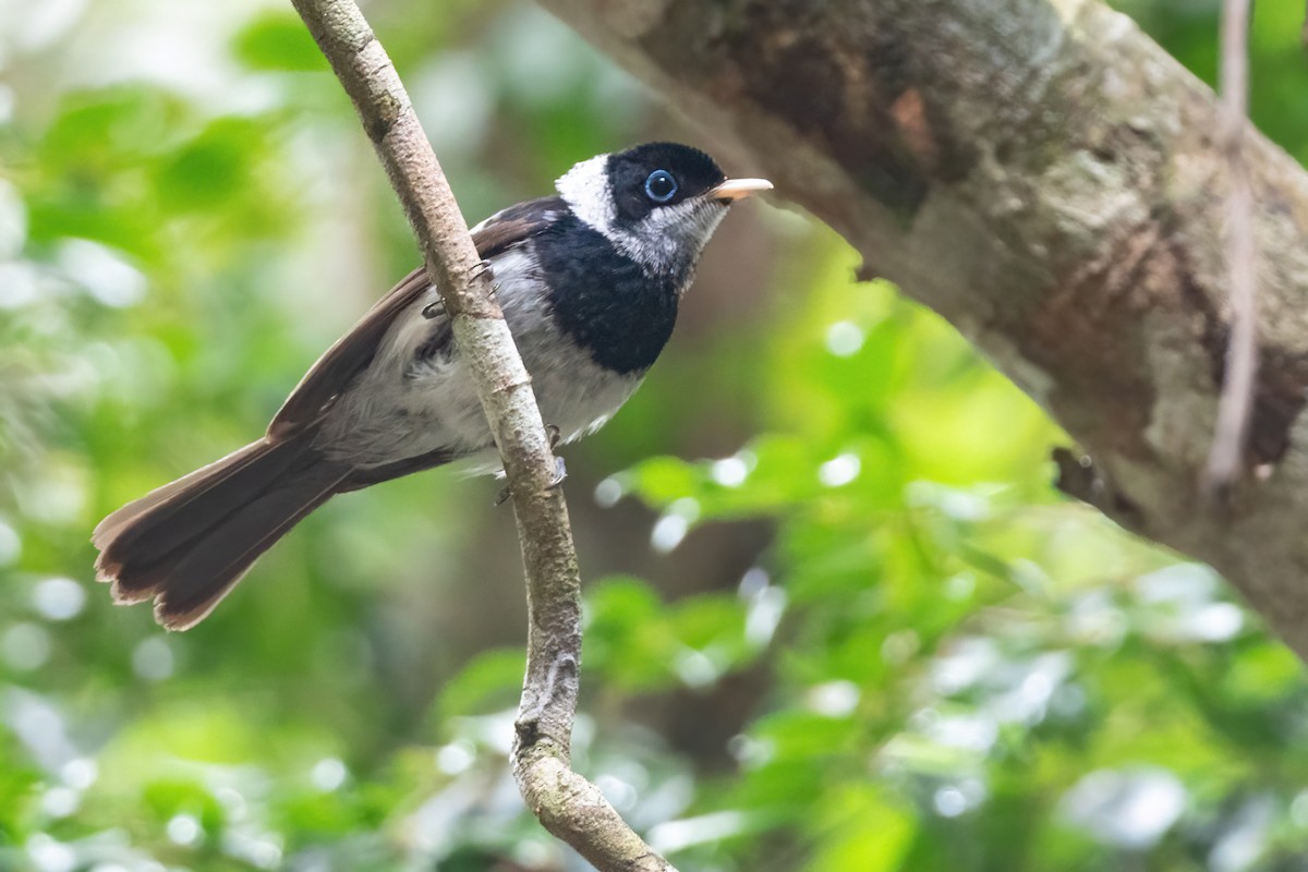 Pied Monarch - ML481997581