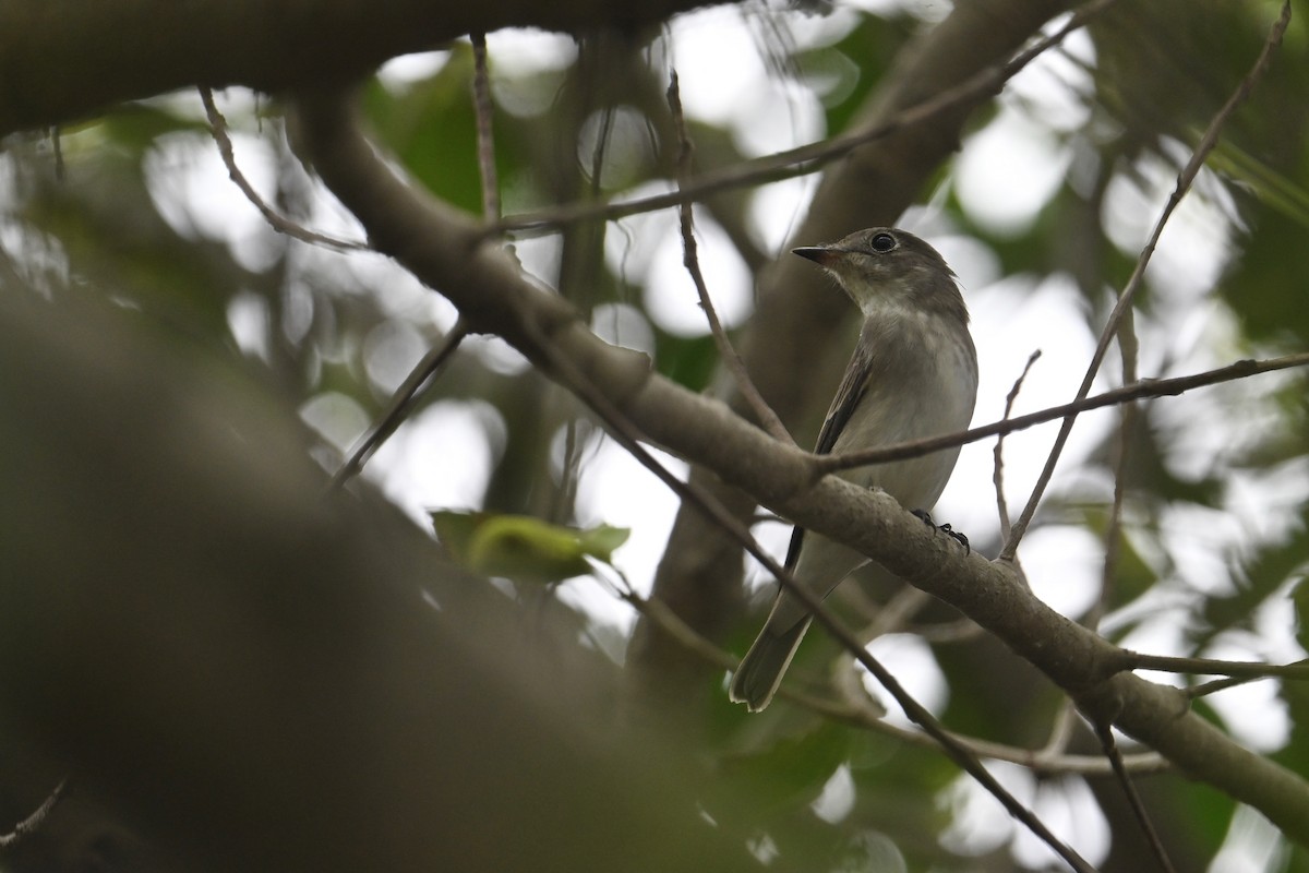 Asian Brown Flycatcher - ML481997731