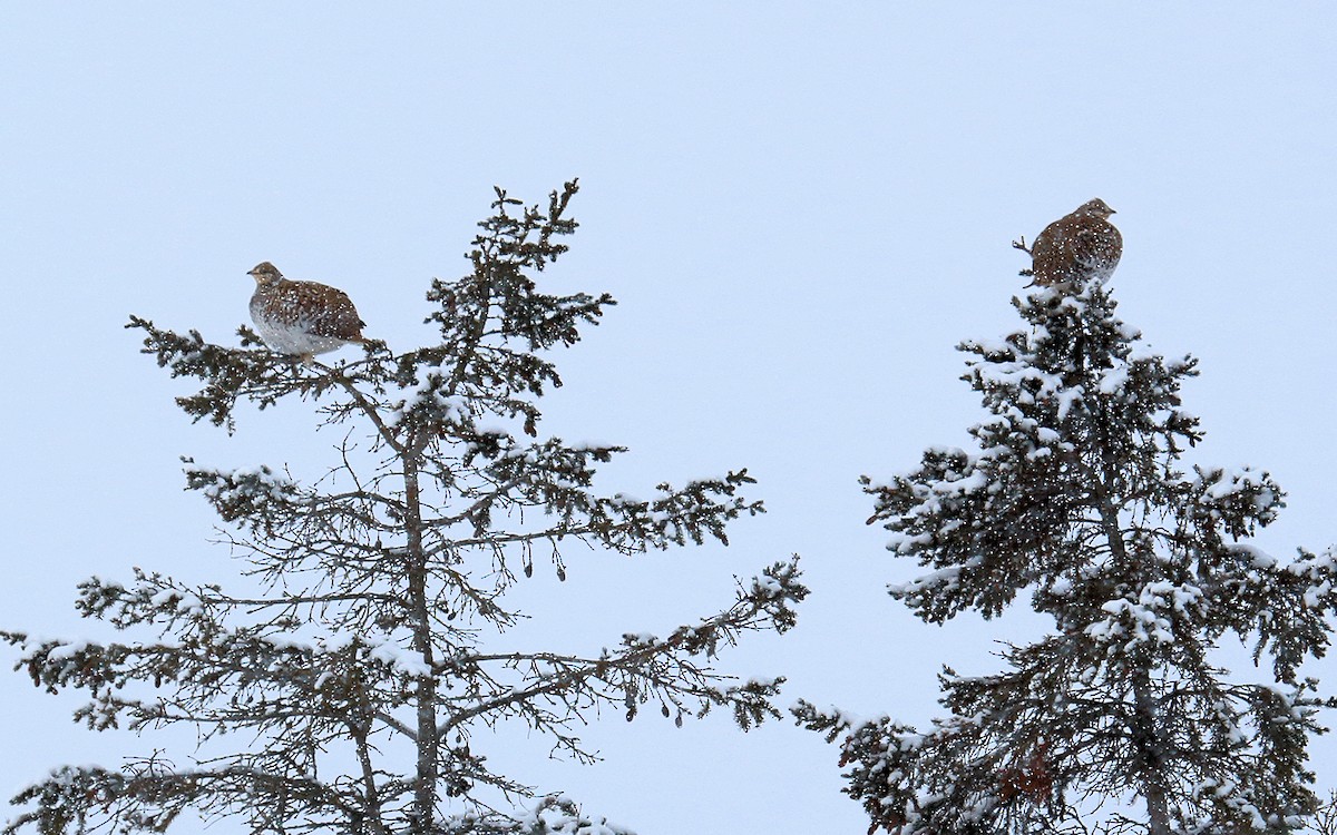 Sharp-tailed Grouse - ML48199781