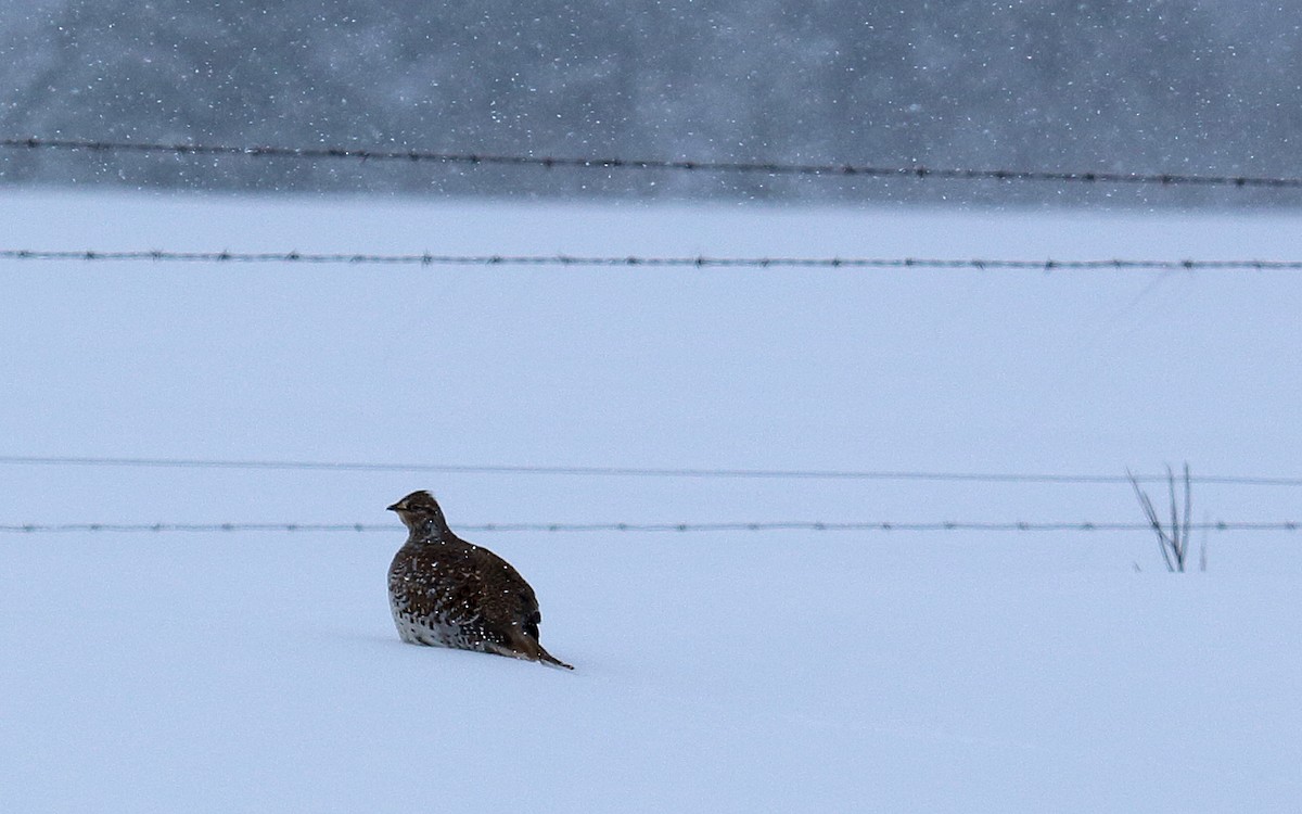 Sharp-tailed Grouse - ML48199791