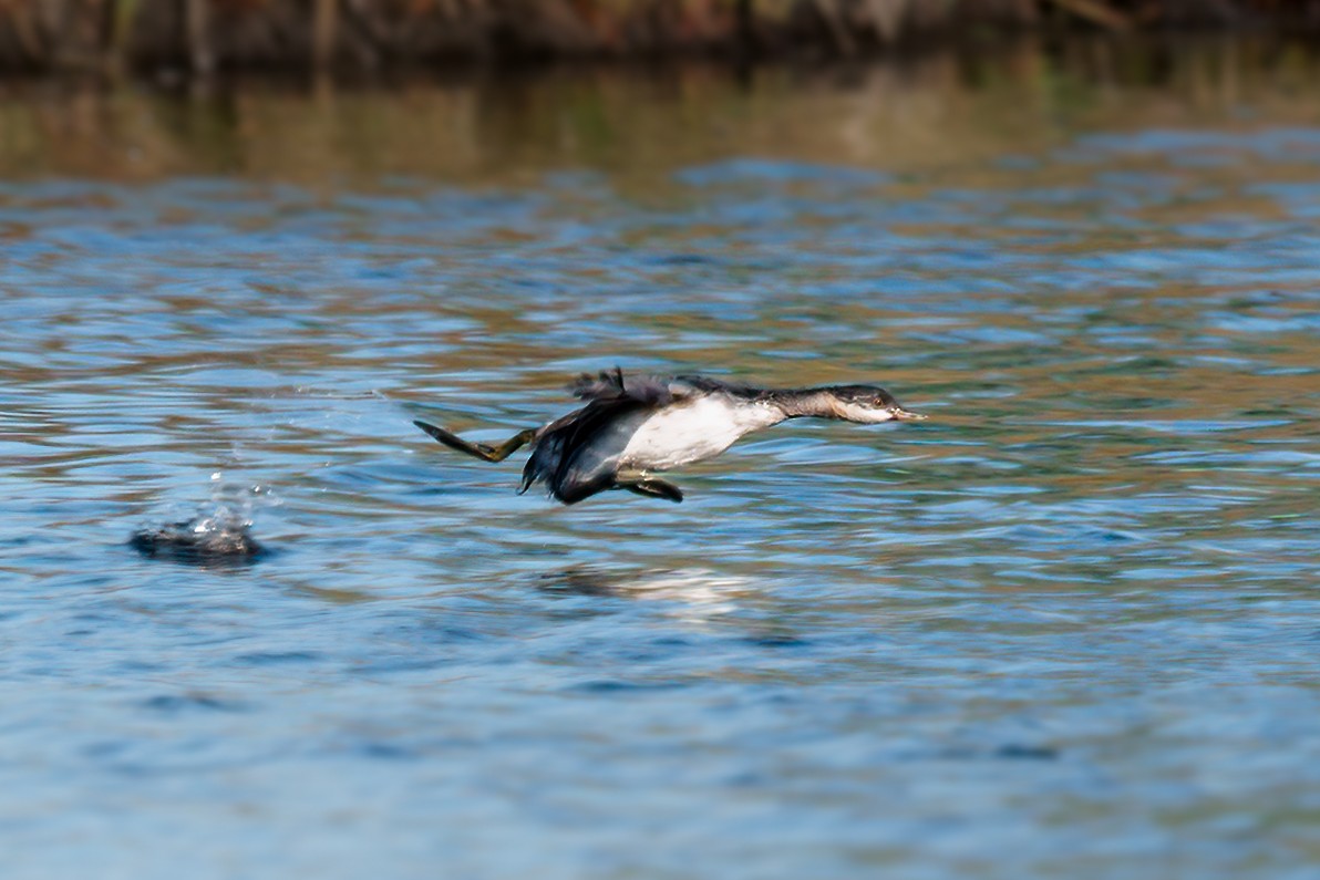 Eared Grebe - ML481999161