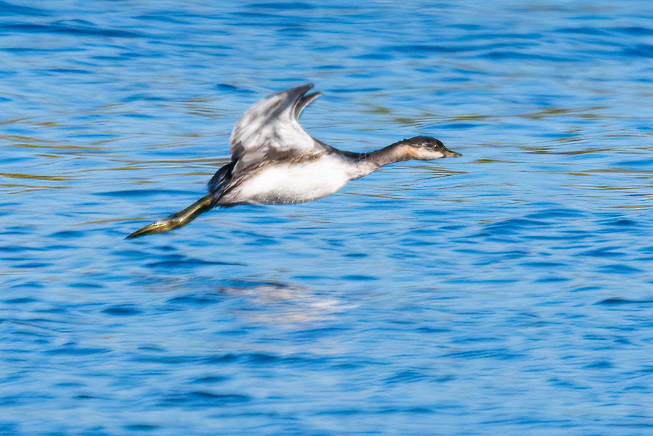 Eared Grebe - ML481999171