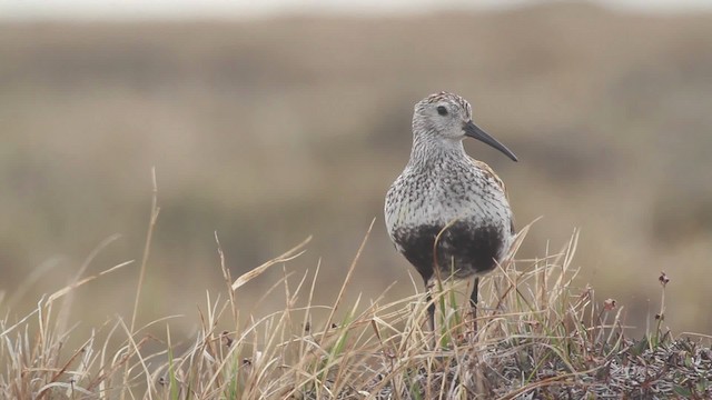 Dunlin - ML482000