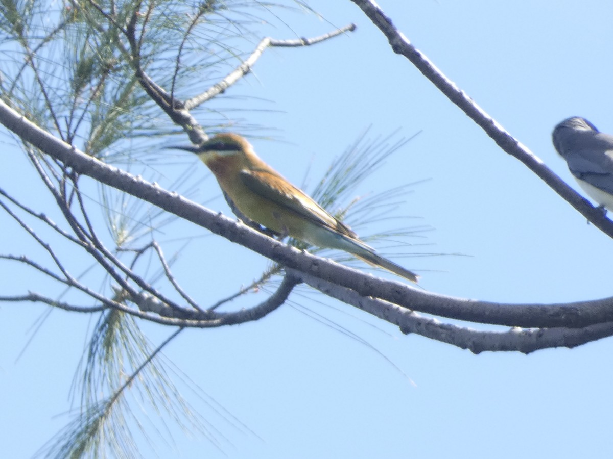 Blue-tailed Bee-eater - Noah Riggins