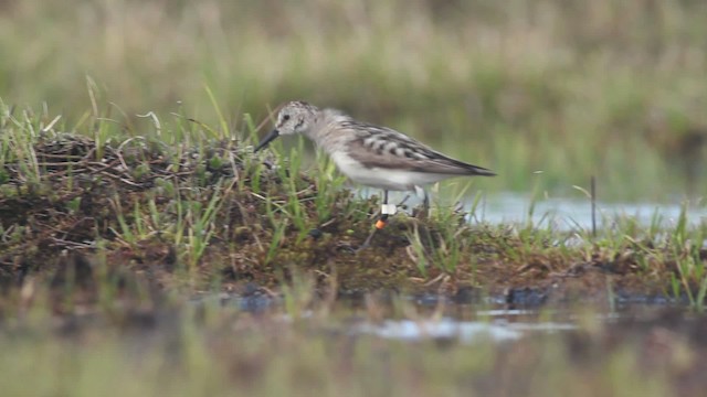 Semipalmated Sandpiper - ML482001